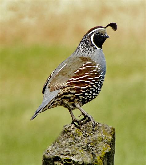 california quail animals wiki fandom