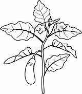 Eggplant Frucht Aubergine Farbtonseite Farbton Blättern sketch template