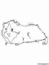 Guinea Pig Coloring Pages Drawing Pigs Printable Cute Colouring Kleurplaten Crafts Cavia Outline Animal Kids Books Drawings Color Print Dog sketch template
