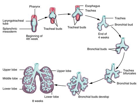 Gastrointestinal Tract And Bronchial System Embryonic Development