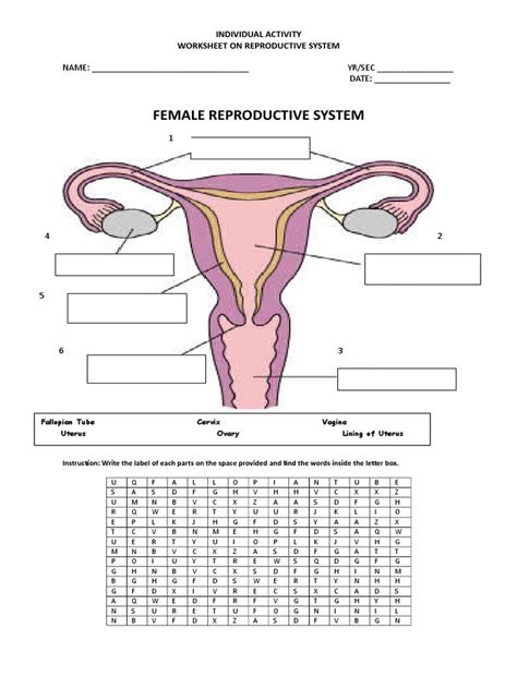 33 Label The Parts Of The Female Reproductive System Labels Database 2020