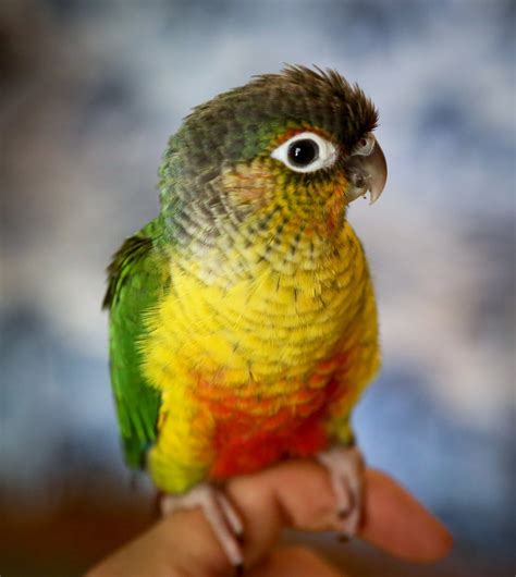 Green Cheeked Conure Facts Habitat Diet Adaptations