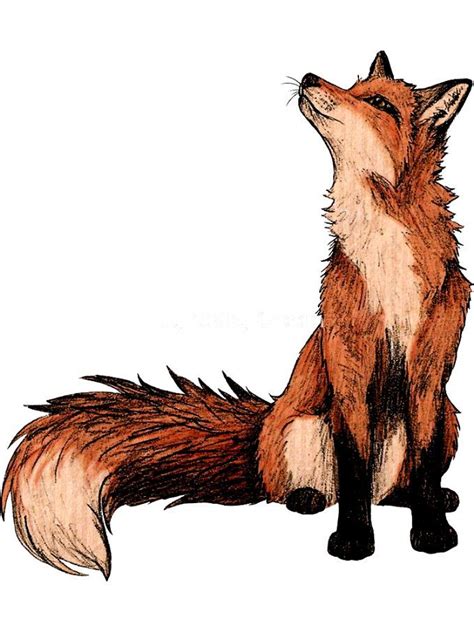 drawings drawings red fox sticker  lyndseygreen redbubble