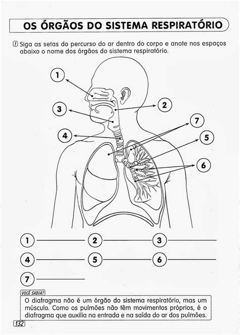 blog luis sarte atividades  trabalhar  sistema respiratorio