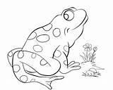 Frog Pond Ausmalbilder Habitat Bullfrog Frosch Getdrawings Coloringhome Kidsfree Coloring sketch template