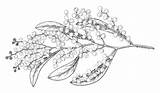 Wattle Acacia Pycnantha Wildflowers Botanical Emblems sketch template