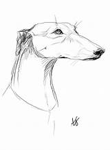 Greyhound Tattoo Dog Drawings Sketch Deviantart Sketches Italian Dogs Designs Tattoos Choose Board sketch template