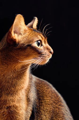 cat profile picture id  abyssinian cats cat
