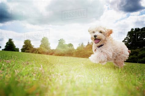 happy dog running  park grass stock photo dissolve