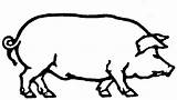 Pig Outline Clipart Drawing Line Coloring Realistic Pages Clip Cliparts Smiling Clipartbest Super Library Clipartmag sketch template