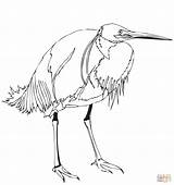 Coloring Egret Heron Pages Lonely Printable sketch template