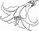 Gigli Colorare Disegni Giglio Appassito Lilies sketch template