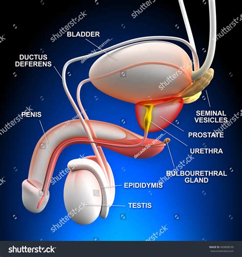 ilustrasi stok male reproductive system 3d illustration 409898530