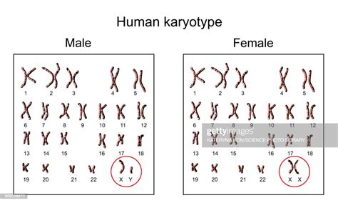 human chromosomes male vs female karyotype illustration high res vector