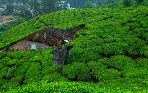 Big Pictures Munnar India Our Life Unfolded