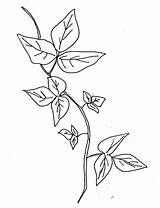 Ivy Poison Coloring Drawing Plant Vine Sketch Pages Template Leaves Edera Disegno Tattoo Leaf Color Drawings Clipart Border Getdrawings Getcolorings sketch template