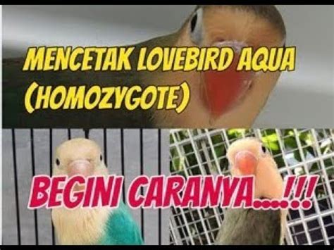 mencetak lovebird aqua homozygote youtube