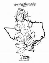 Coloring Bluebonnet Texas Mockingbird Getcolorings Printable Pages Introducing Color Impressive sketch template