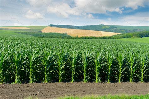 corn field   picturesque hills high quality nature stock
