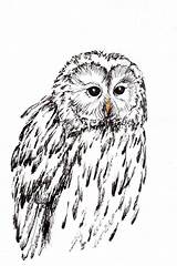 Tawny Frogmouth Template sketch template