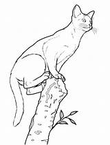 Cat Realistic Coloring Pages Tree Chat Drawing Animals Coloriage Printable Detailed Supercoloring Imprimer Abyssinian Pages2color Color Sheets Colorier Dessin Getdrawings sketch template