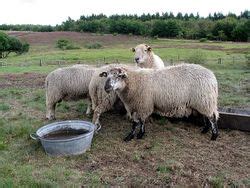 mouton vikidia lencyclopedie des   ans