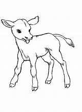 Born Kleurplaat Cows sketch template