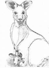 Kangaroo Color Coloring Pages Printable Kids Joey Library Clipart Clip sketch template