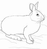Hare Arctic Snowshoe Hares Crafts Mammals Supercoloring Designlooter sketch template