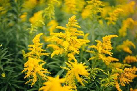 goldenrod benefits side effects  preparations