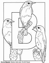 Pages Photobucket Coloring Nature Tharens Bluebird Bird Pattern Adult sketch template
