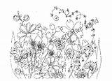 Coloring Meadow Flower Pages Getcolorings Printable sketch template