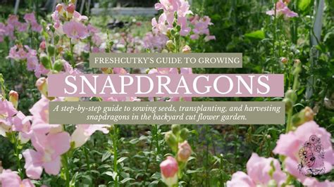 grow snapdragons  seed planting snapdragon seed cut flower