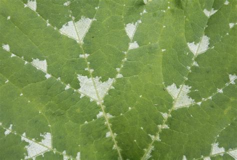 green leaf texture textures  photoshop
