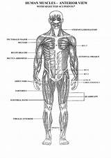 Muscular System Muscle Diagram Printable Coloring Anatomy Pages Human Body Organ Muscles Organs Skeletal Popular Sheets Desalas Choose Board sketch template