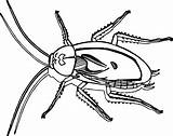 Coloring Cockroach Insect Pages Wecoloringpage sketch template