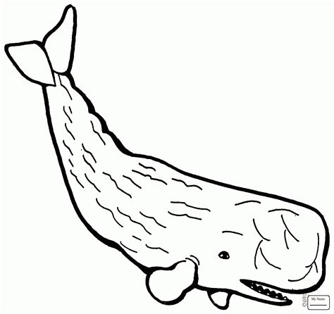 beluga whale drawing  getdrawings