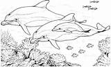 Dolphin Coloring Pages Dolphins Color Printable Family Sheets Dophin Realistic sketch template