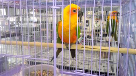 beautiful parrots  sale   pet store youtube