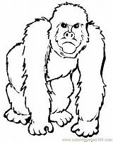 Gorilla Gorille Orangutanes Animal Monos Gorilas Animaux Nounouduveron Chimpancés Chachipedia sketch template