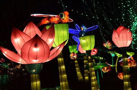chinese lantern festivals  wild exhibit opens  weekend