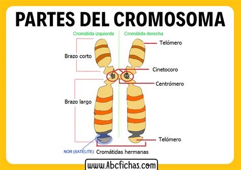 Cromosomas Dibujo