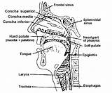 Sagittal Section Face Throat Pharynx Neck Larynx Trachea Surgical Special Figure Courses Procedures sketch template
