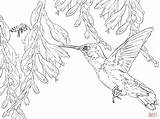 Hummingbird Coloring Pages Printable Hummingbirds Bee Flower Bird Drawing Line Birds Print Adults Supercoloring Easy Clip Small Color Adult Hibiscus sketch template