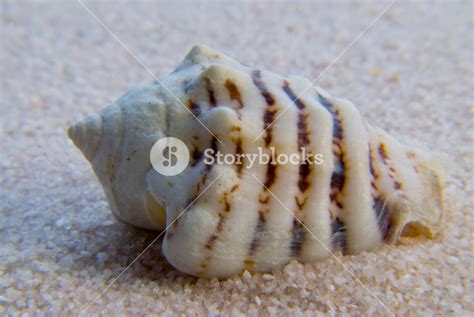 seashell royalty  stock image storyblocks