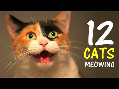 cats meowing loudly   cat  crazy  hd youtube