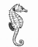 Seahorse Fin Dorsal Moves Coloring Forward Using Its sketch template