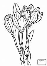 Crocus Flower Drawing Coloring Pages Getdrawings sketch template