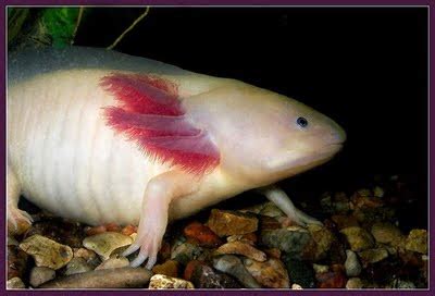 axolotl fish footed  mexico redneck