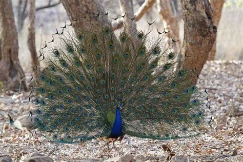 17 best images about beautiful peacocks on pinterest peacocks feathers and peacock bird